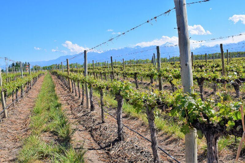 A vineyard with Malbec variants in the mountains of Mendoza.