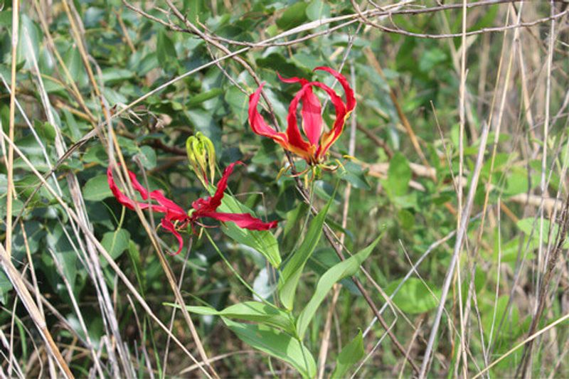 Flame Lilies blooming at the National Botanic Gardens.