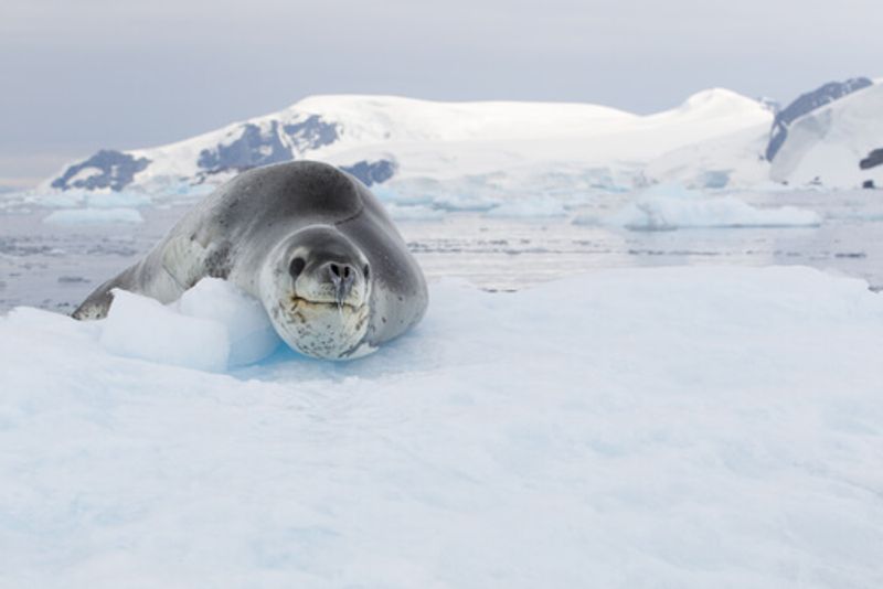 Leopard Seal in the snow.