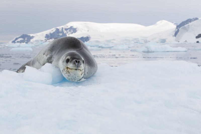 Leopard seal in the snow.