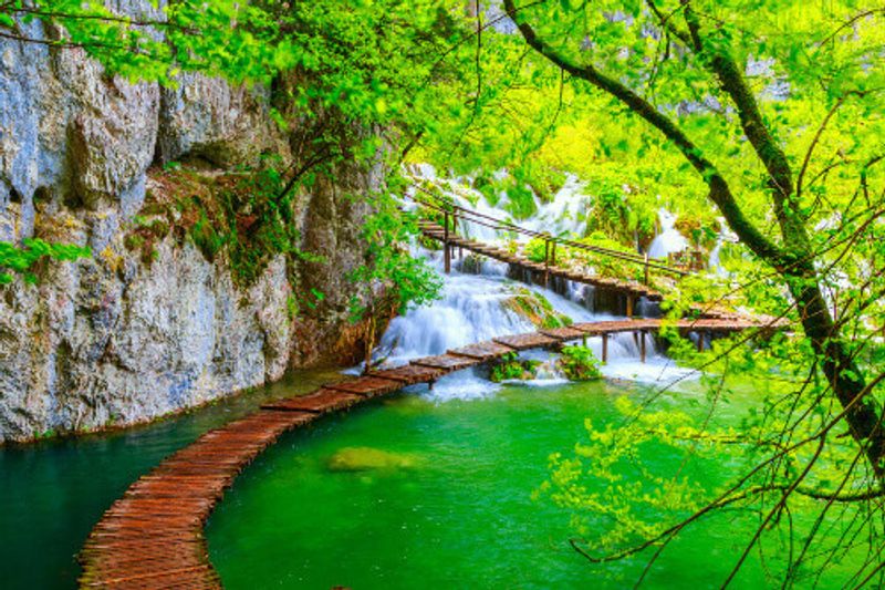 Wooden path surrounded by mossy waters and beautiful trees in Plitvice National Park.
