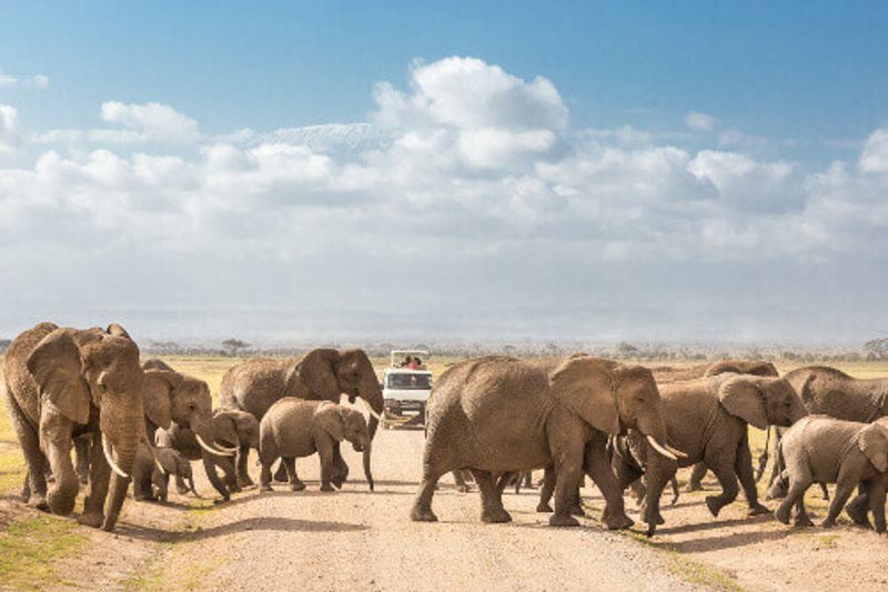 Tourists on safari watching and taking photos of wild elephants crossing a dirt road in the Amboseli National Park.