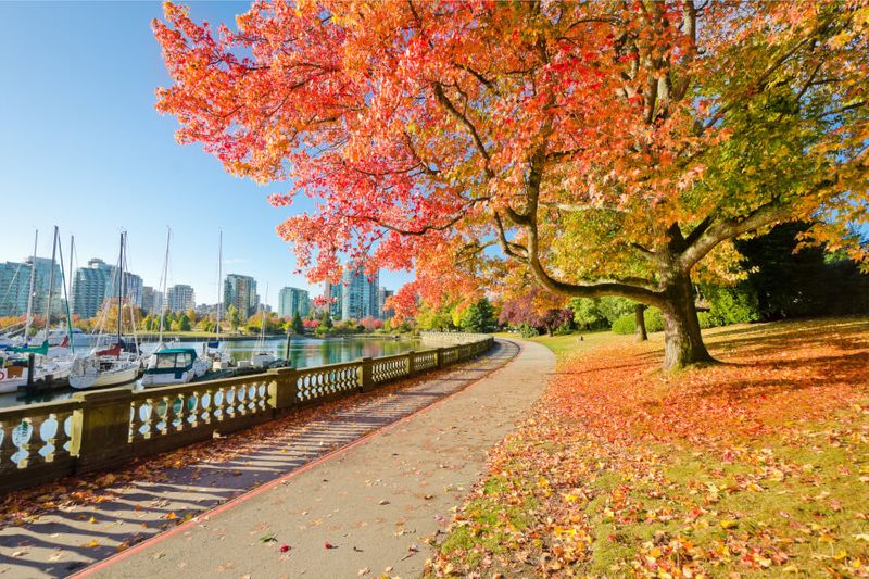 A scenic sea walk boasts the colours of autumn in Stanley Park.
