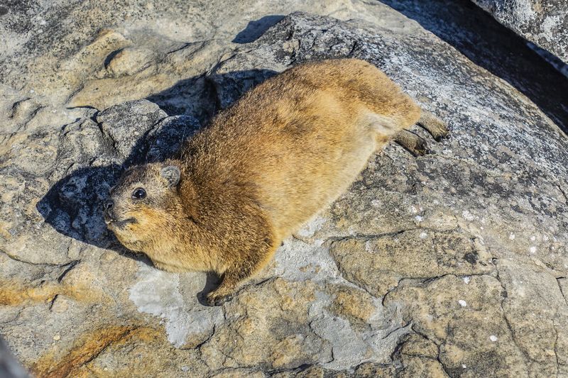 A Dassie or a Rock Hyrax resting on a rock at the Table Mountain.