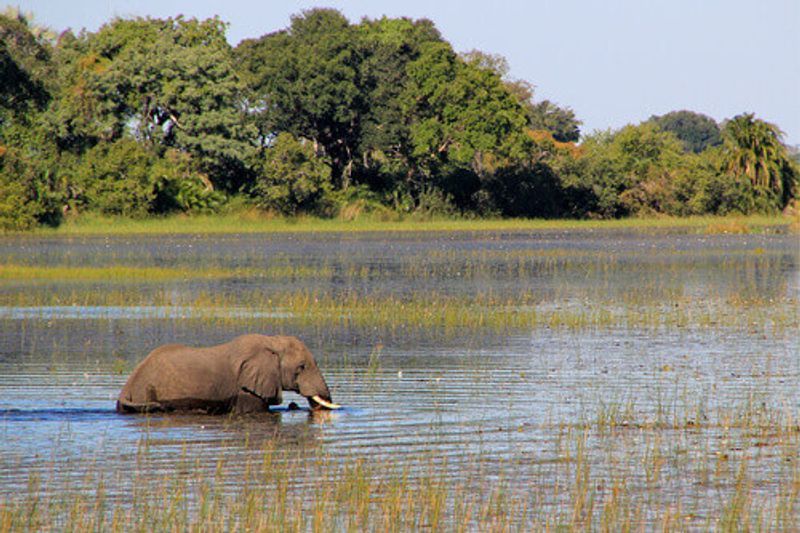 African Elephant Swimming in the Okavango Delta.
