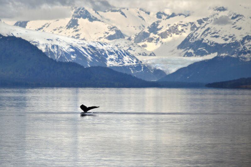 A humpback whale tail is visible with an icy mountain backdrop.