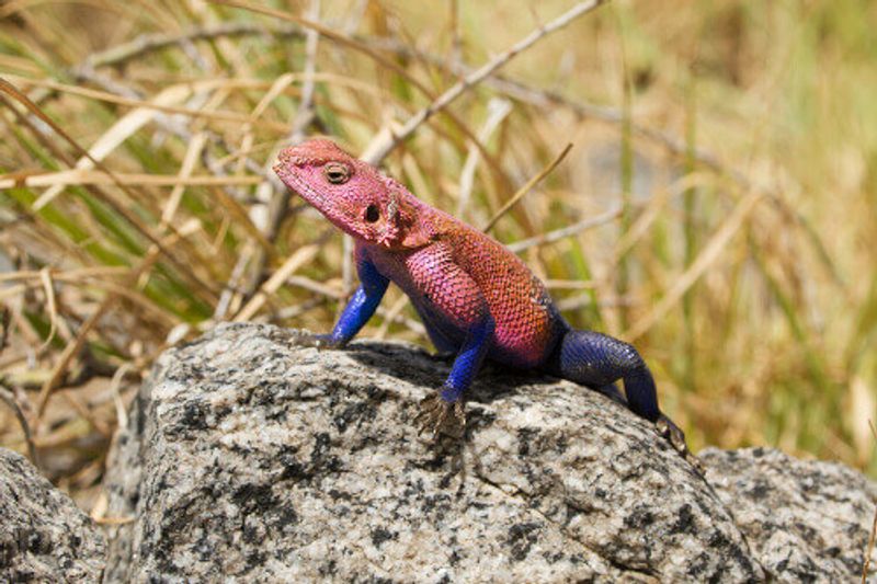 Mwanza, or a flat-headed rock agama, or spider-man agama in the Serengeti National Park.