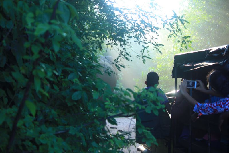 Visitors enjoy safari driving in the forest of Wasgamuwa National Park in Sri Lanka.