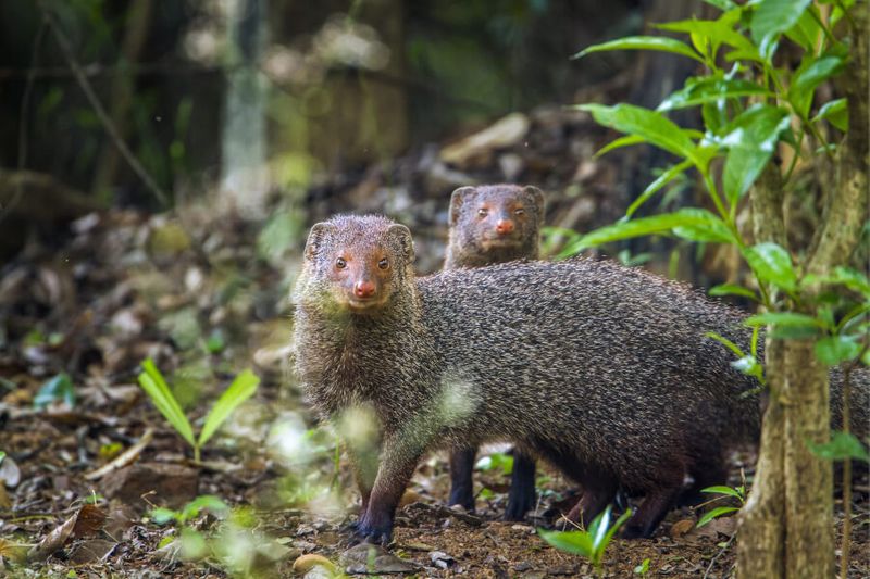 The Ruddy mongoose in Minneriya National Park