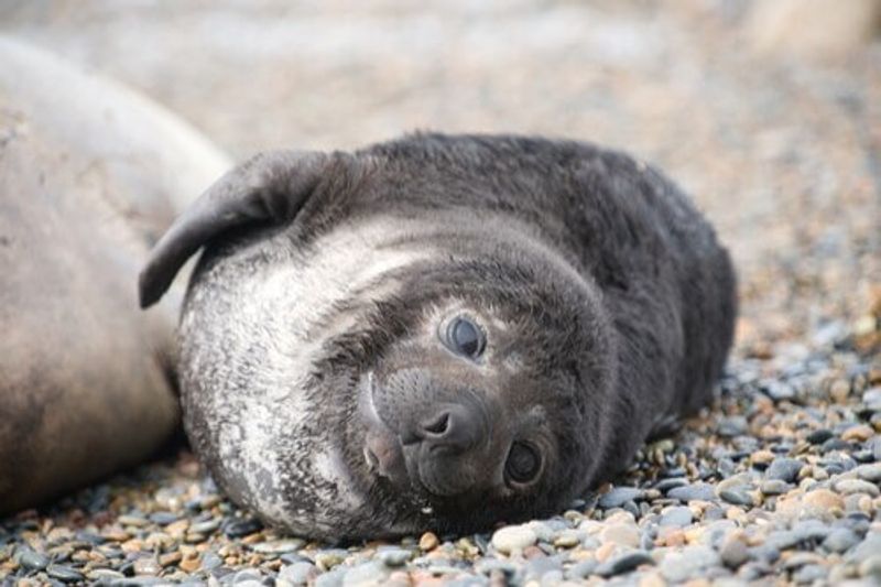 A seal in Península Valdés, Argentina.