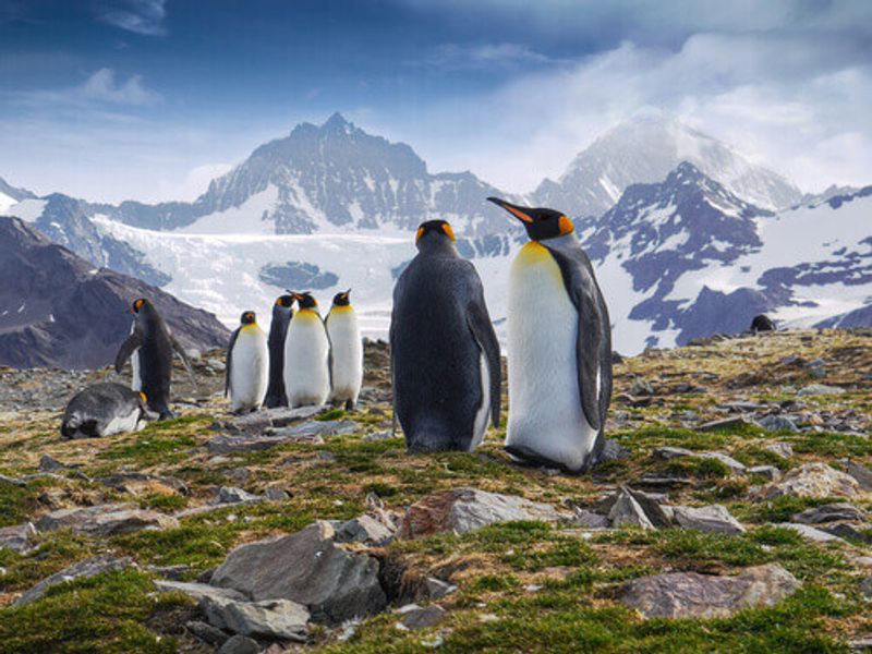 King Penguins in South Georgia Island, Antarctica.