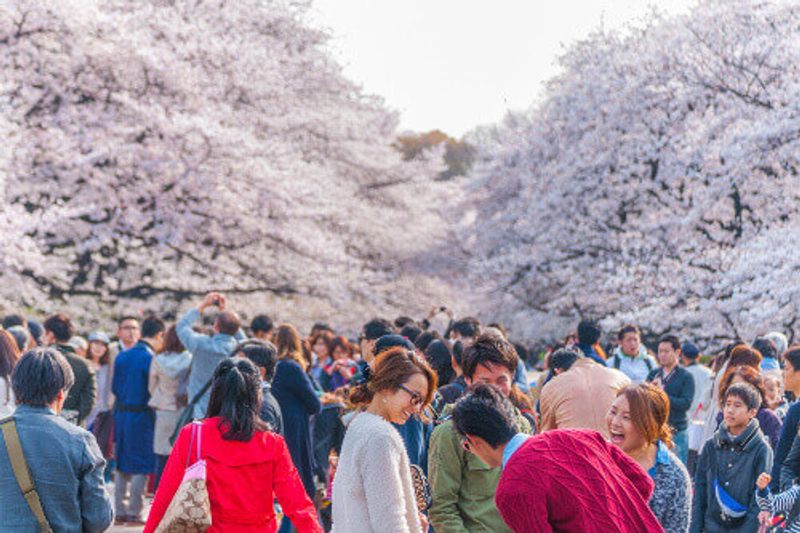 A crowd enjoying the cherry blossoms festival in Ueno Park, Tokyo, Japan.