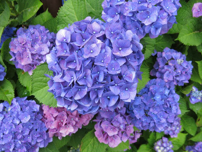 Vibrant hydrangea flowers in Japan.