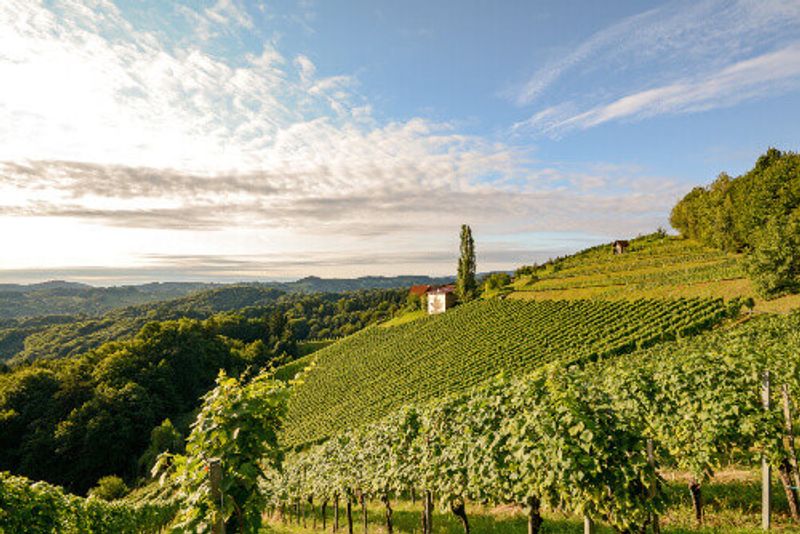 Landscape with wine grapes in the vineyard before harvest in Styria.