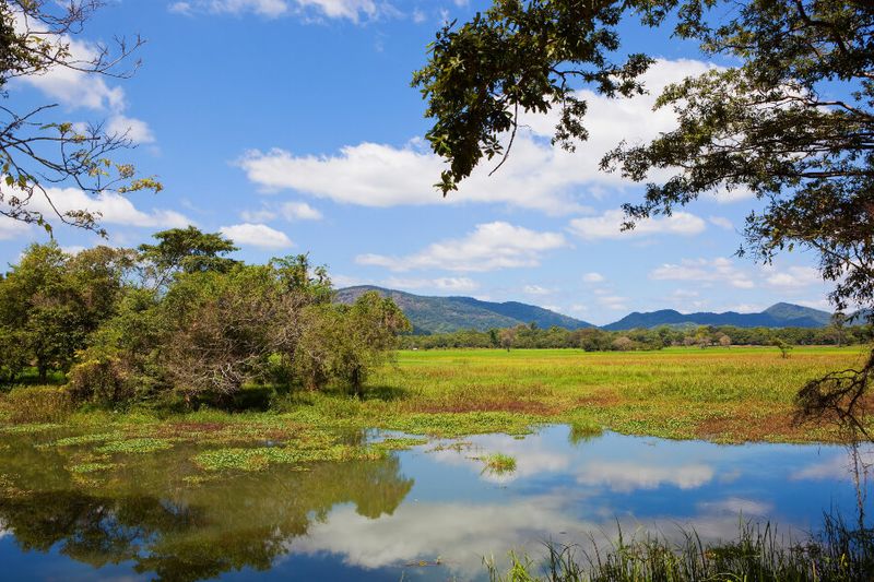 A lush landscape with a lake and lotus trees in Wasgamuwa National Park, Sri Lanka.
