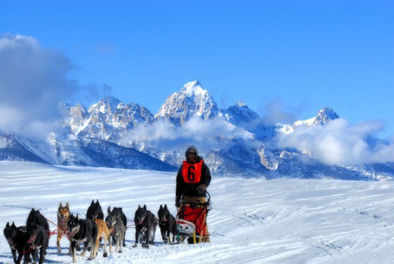 A local uses Huskies to travel through the snow in Alaska.