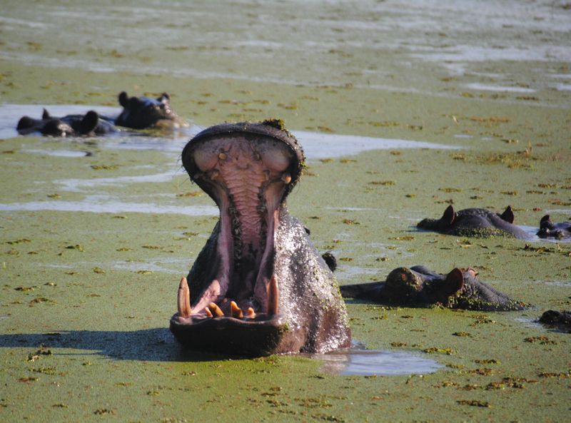 Cruising the Chobe River was a tour highlight (Photo: supplied)