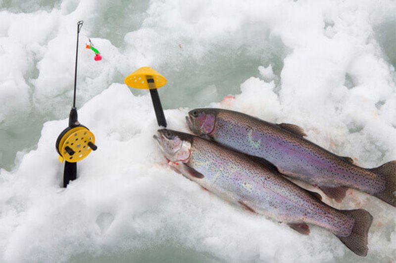 Two rainbow trouts caught when ice fishing in Finland.
