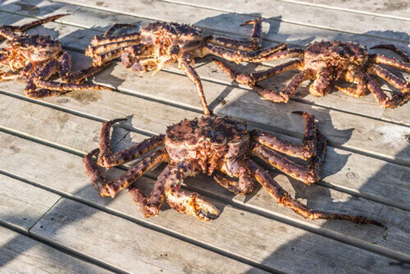 King crab fishing safari in Honningsvag.