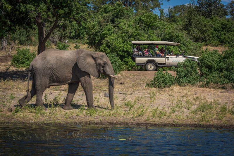 A wandering elephant is a common sight while on safari.
