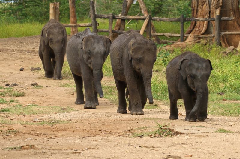 A group of adorable baby elephants at the Udawalawe Elephant Transit Home and Information Centre.