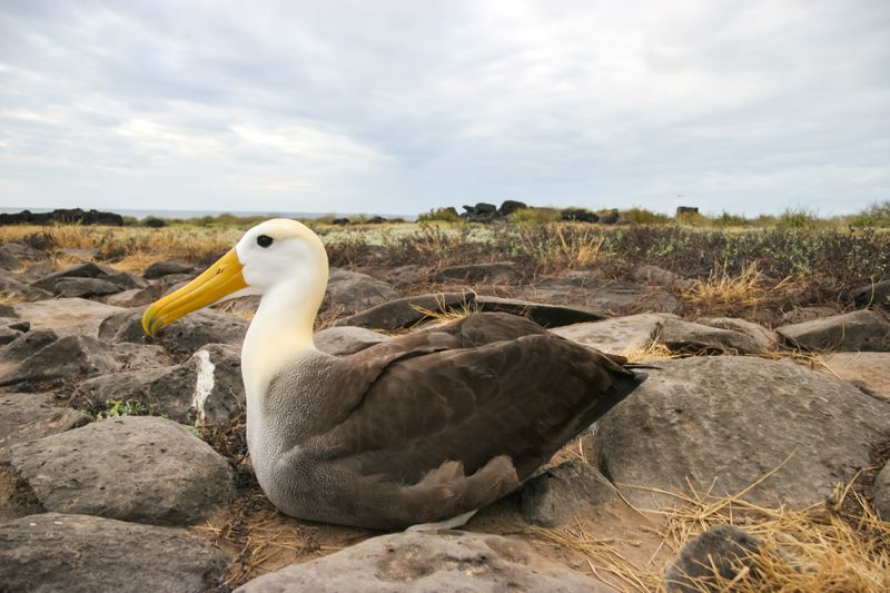 The Waved Albatross is the largest bird on the island