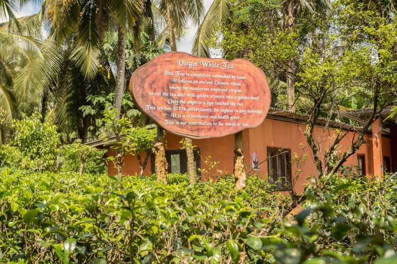 The Handunugoda Tea Estate and Tea Museum is famous for its Virgin White Tea.