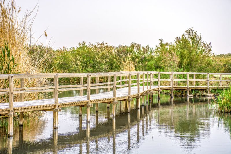 A bridge on the Azraq Wetland Reserve.