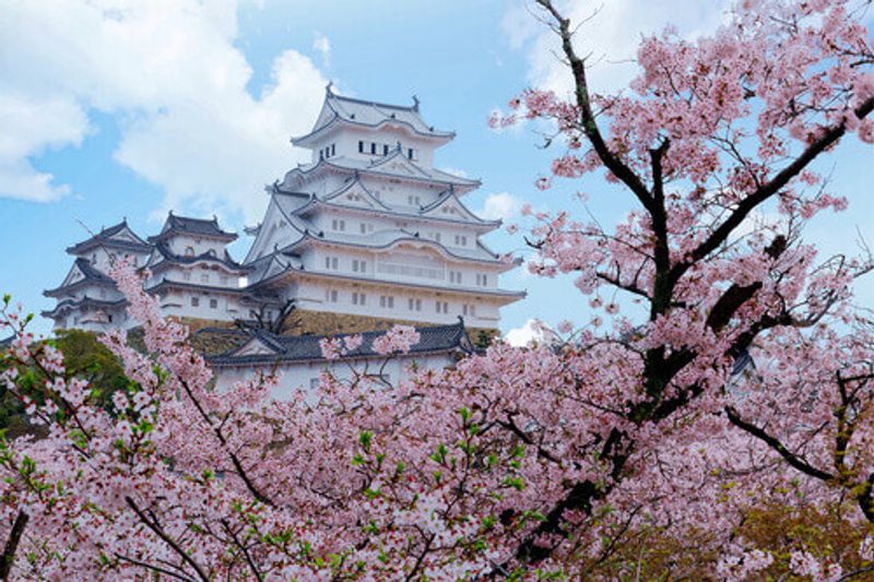 The spring scene of the majestic Himeji Castle in Hyogo, Japan.