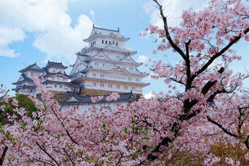 Japanese castles don't get prettier than Himeji Castle during cherry blossom season