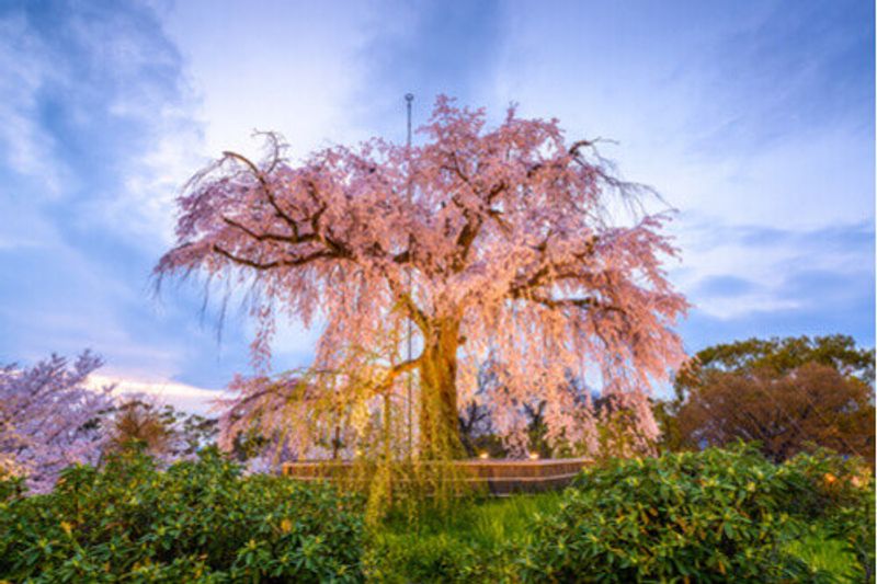 Weeping Sakura (Cherry Tree) in Maruyama Kyoto Japan