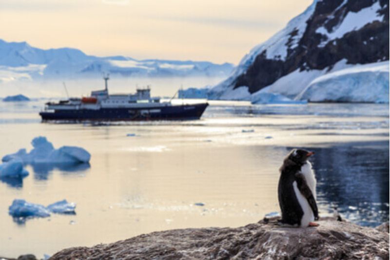 Gentoo penguins on rocks with a ship in the background.