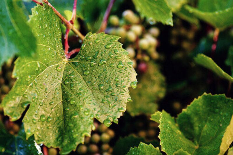 Vineyards featuring a grapevine and winery.