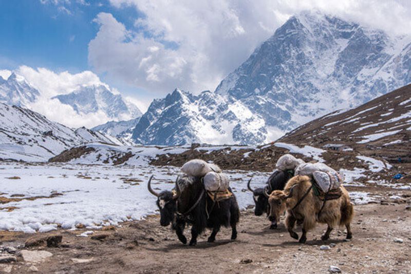 Yak carrying items to the Everest base camp, Nepal.