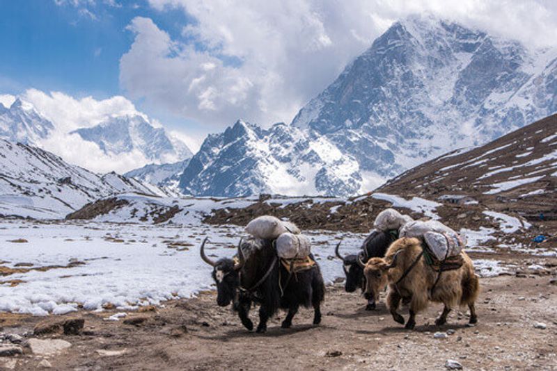 Himalayan yak outlet sweaters