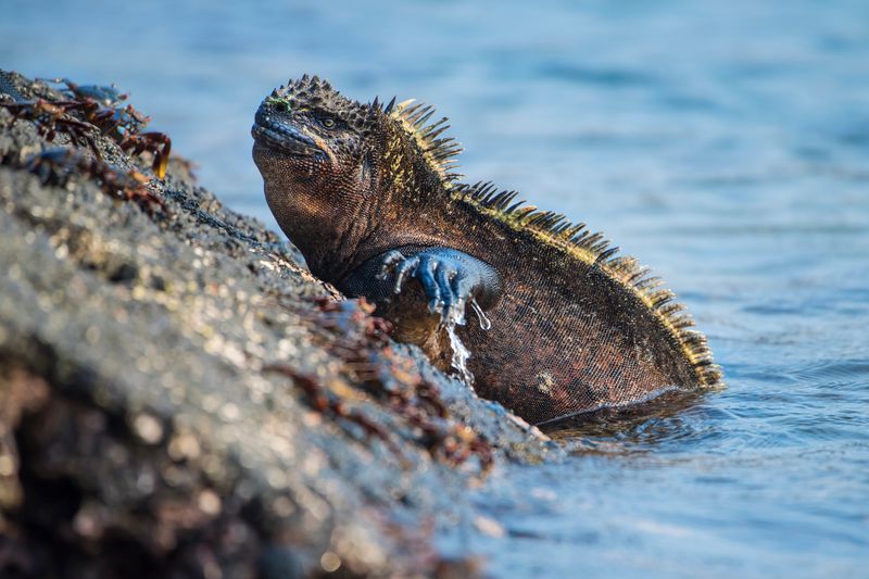 Marine iguanas have the ability to forage in the sea for algae