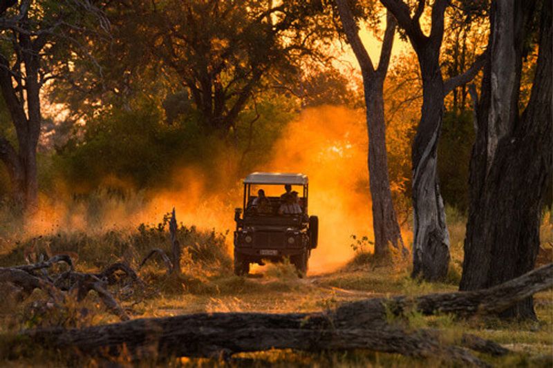 Tourists looking at herd of impala on an evening game drive in the Moremi Game Reserve.