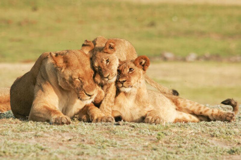 Lioness and cubs in Chobe National Park.