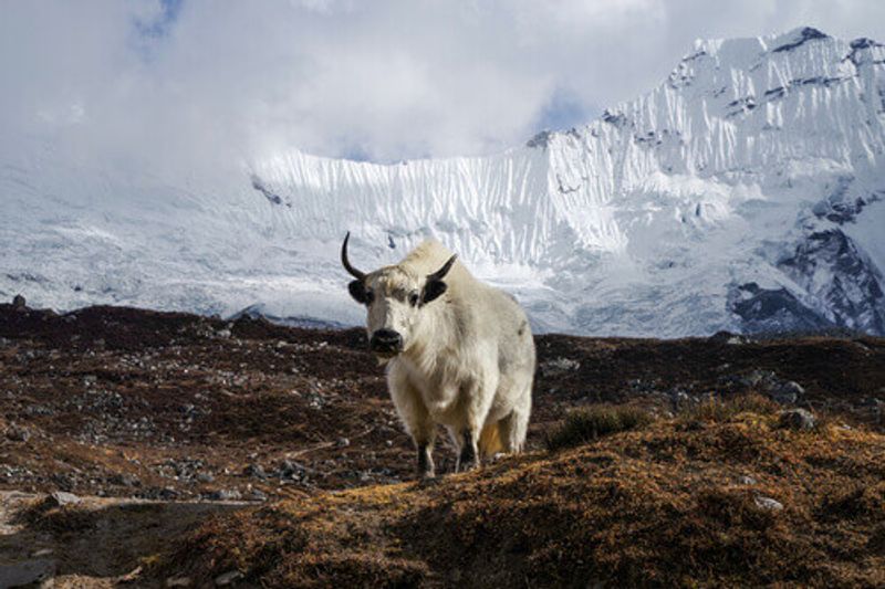 White Nepalese yak on the background of the Himalayas, Nepal.