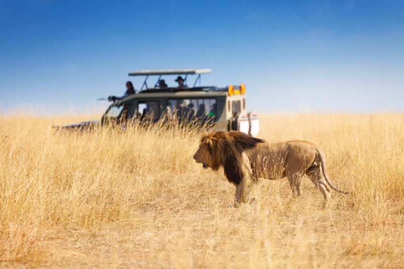 Tourists see a lion from a safe distance at a Kenyan safari park.