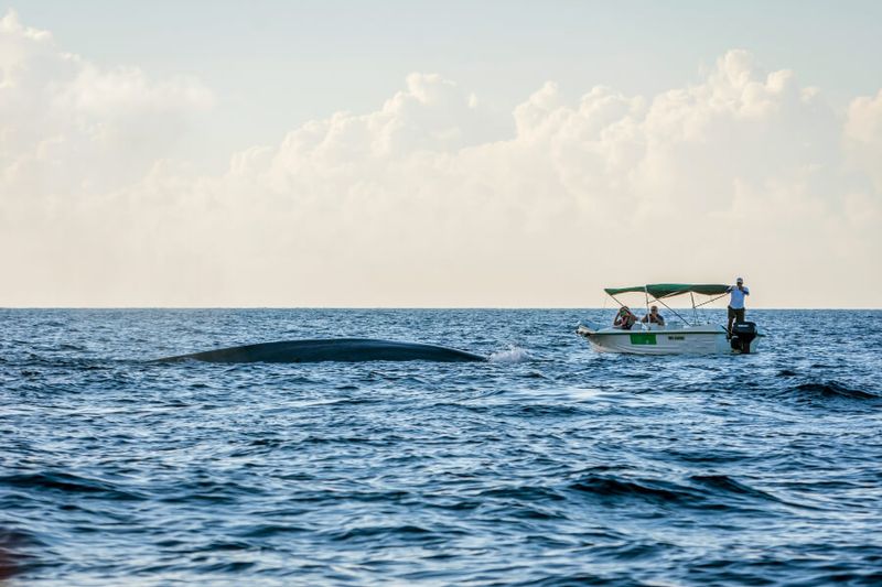 Whale watching in Trincomalee in Sri Lanka