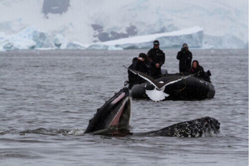 People on a Zodiac watch whales in Antarctica.