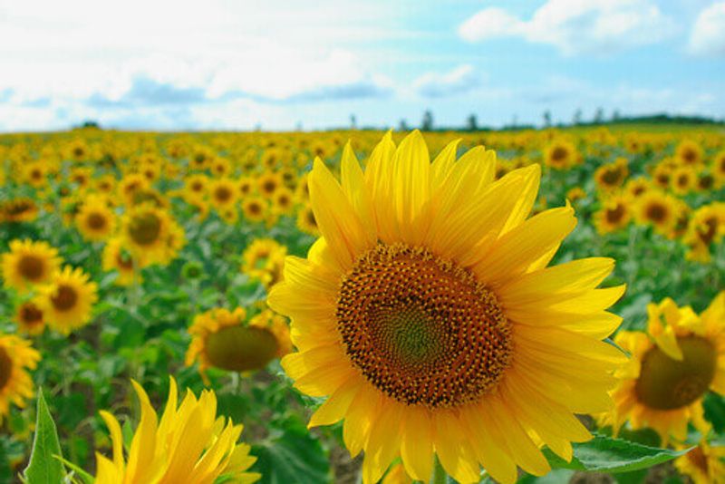 Bright sunflowers in a field of Hokuryu, Japan.