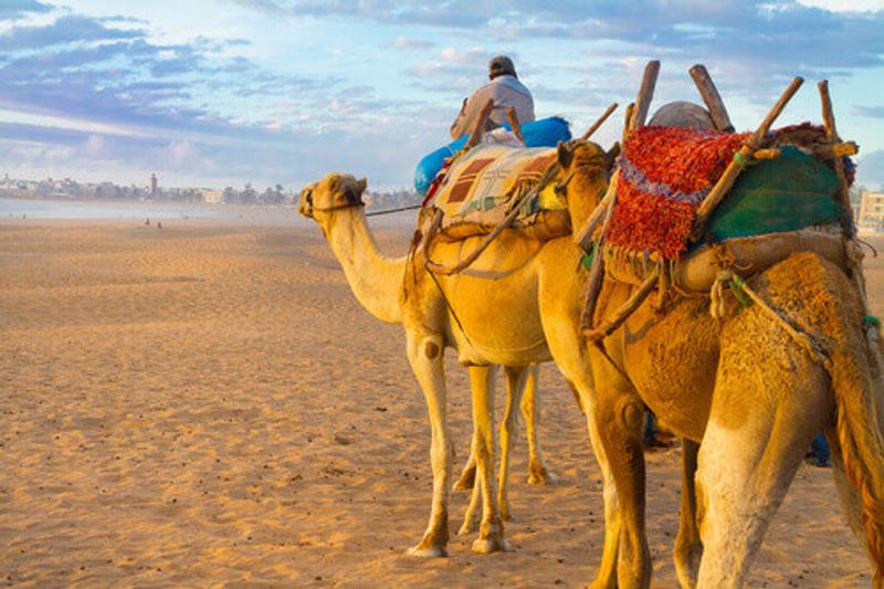 A sunset camel caravan at the beach of Essaouira.