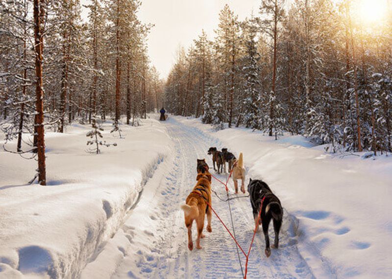 Bearhill Husky dog sled in Rovaniemi, Finland.