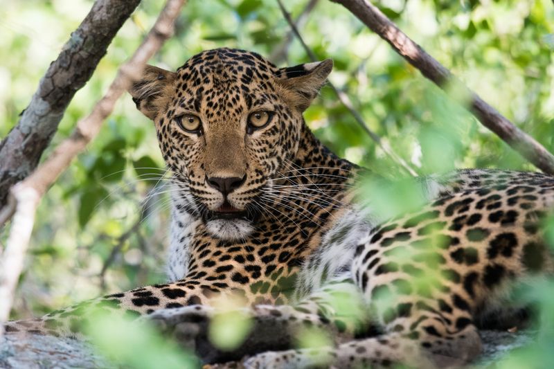 Yala National Park is Sri Lanka’s leopard hotspot