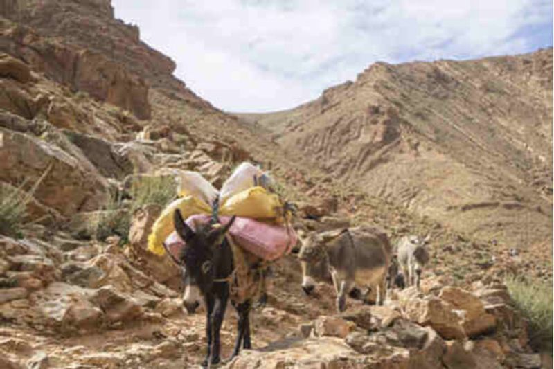 Mules carrying goods on top of Todgha Gorge in Morocco