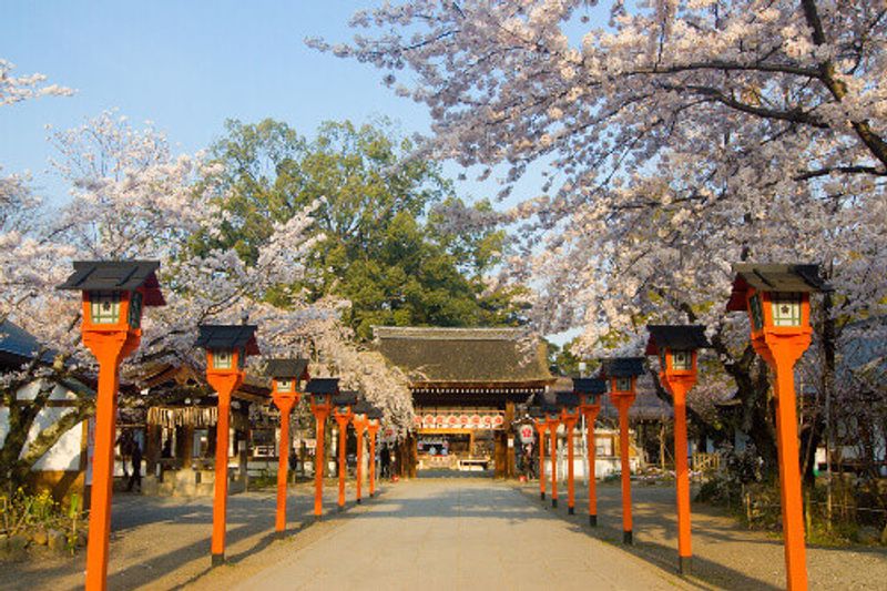 Spring cherry blossoms in Hirano Shrine, Kyoto, Japan.