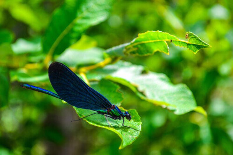 Dragonfly on a green leaf in Plitvice Lakes National Park.