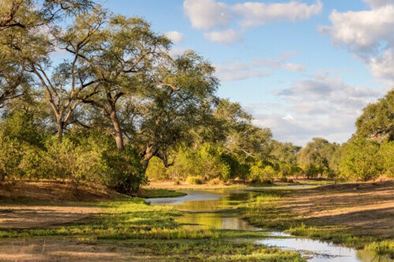 The green riverbed landscape in Mana Pools.